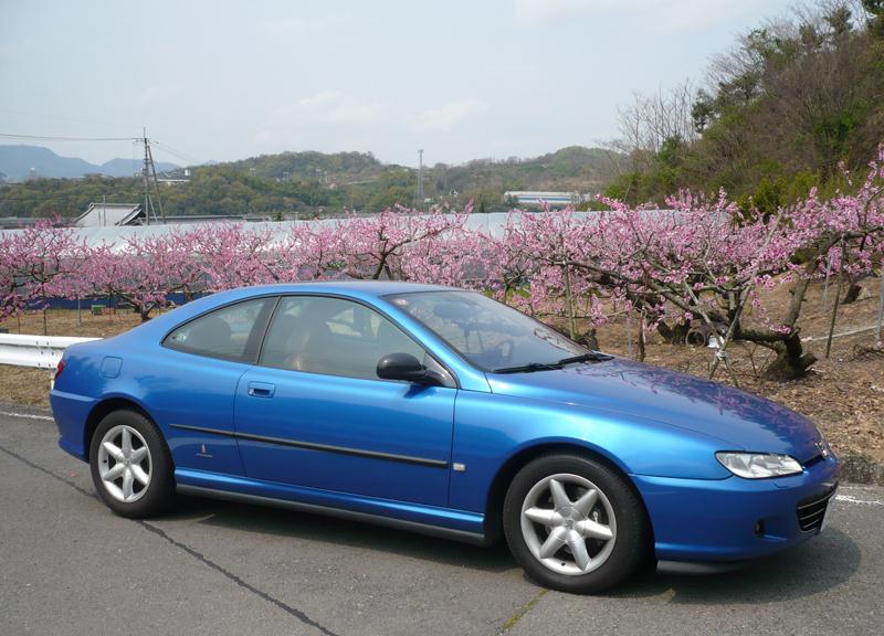 2014coupesakura2.jpg