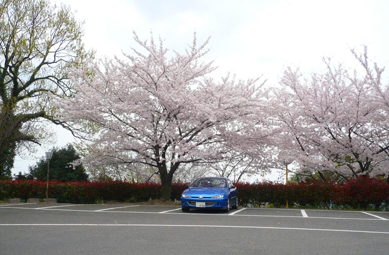 2014coupesakura4.jpg