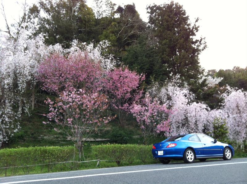 sakura2014.jpg