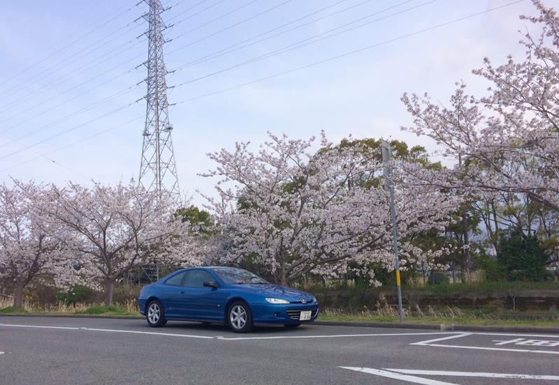 sakura_IMG_3376.jpg