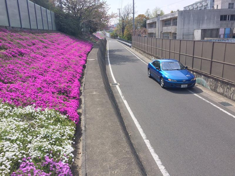 sakura_IMG_3424.jpg