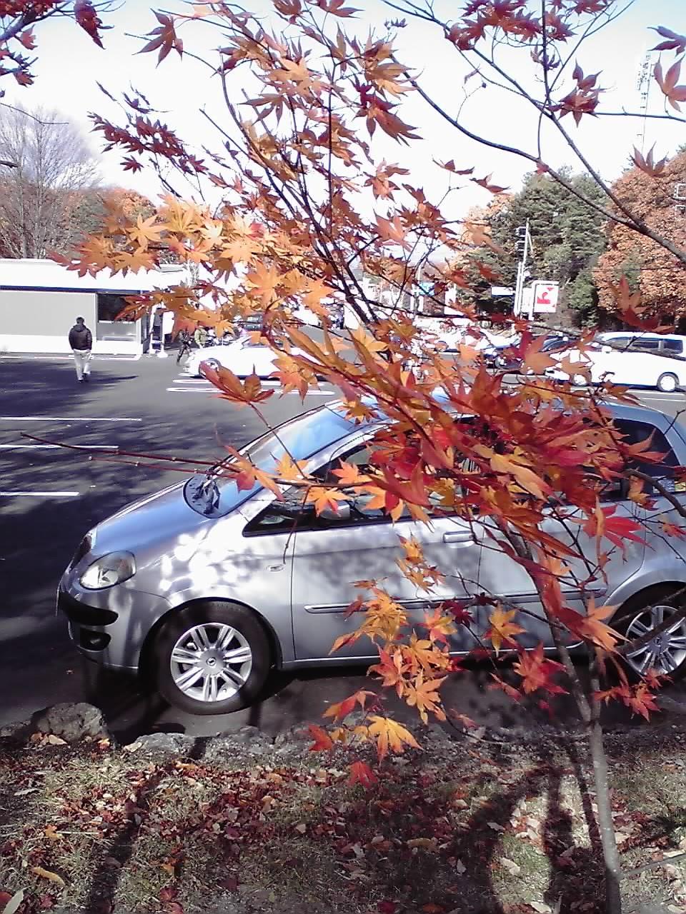 北軽井沢の紅葉１.jpg