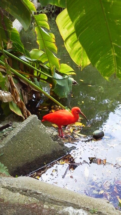 南国の鳥１ 0401.jpg