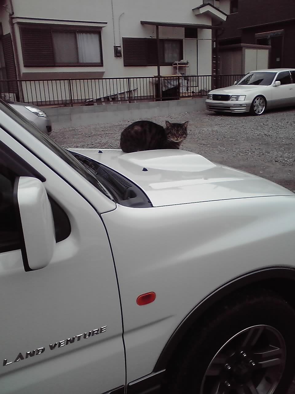 猫1222.jpg