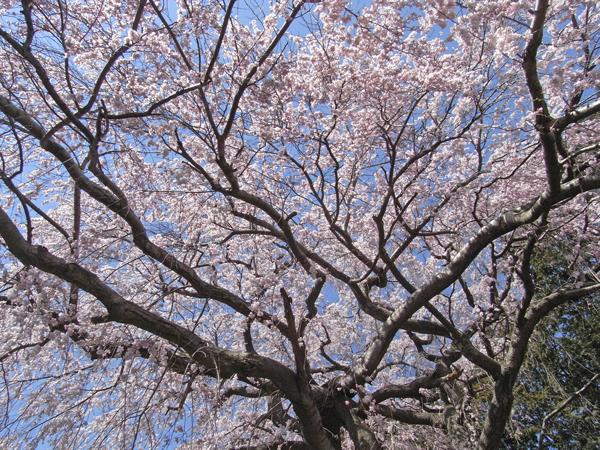 sakura02.jpg