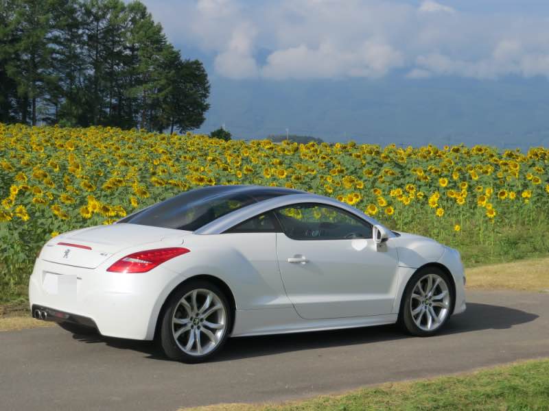RCZ sunflower 20230819.jpg