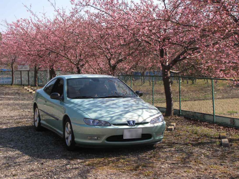 kawadusakurahousennji.jpg