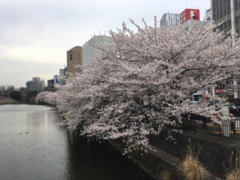 sakura001.jpg