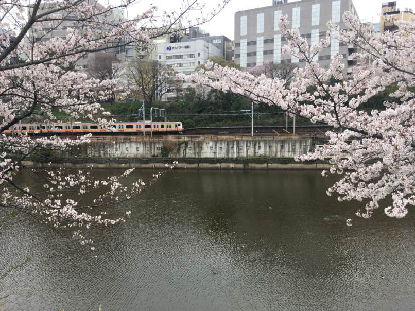 sakura003.jpg