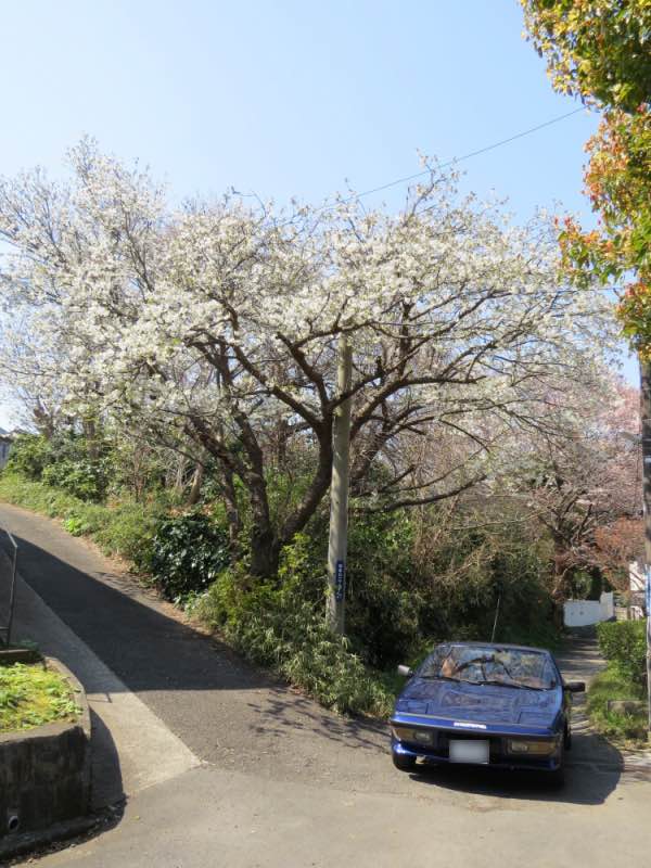 sakurameguri001.jpg