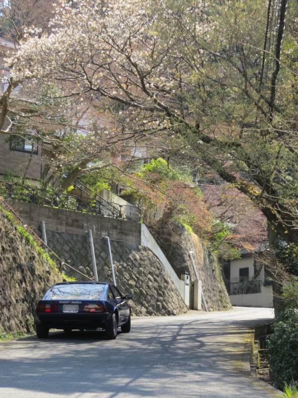 sakurameguri014.jpg