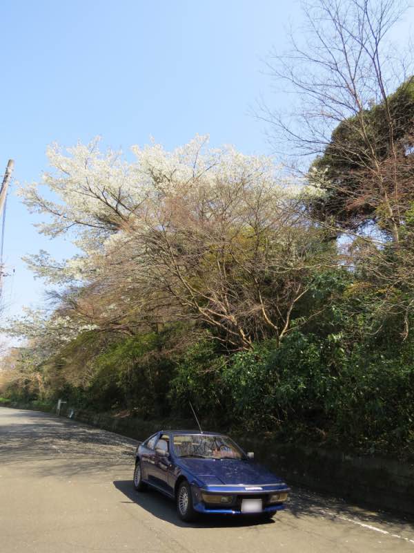 sakurameguri017.jpg