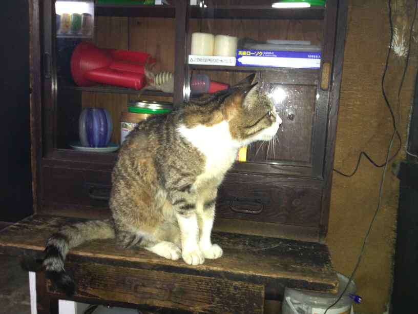 sudacoffee05cat.jpg