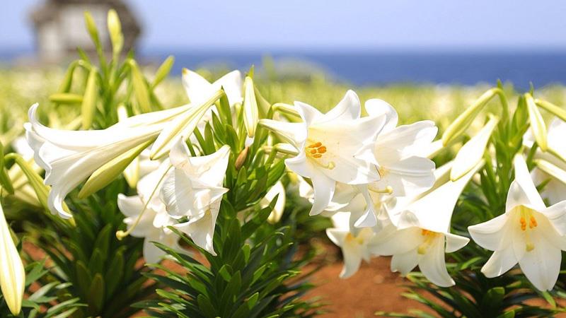 april_only-info_iejima.jpg