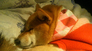 2011112123220000.jpg
