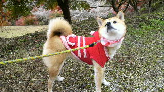 2011112808390000.jpg