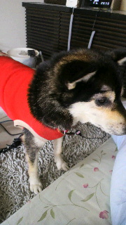 2012012916110001.jpg