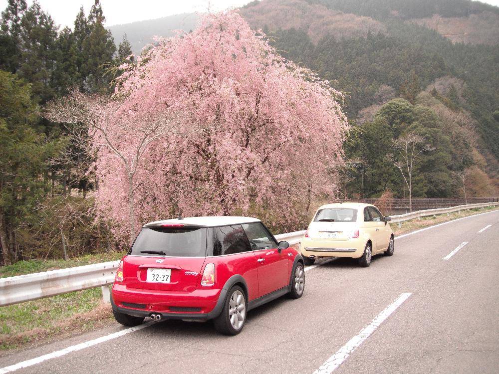 awanosakura10.jpg