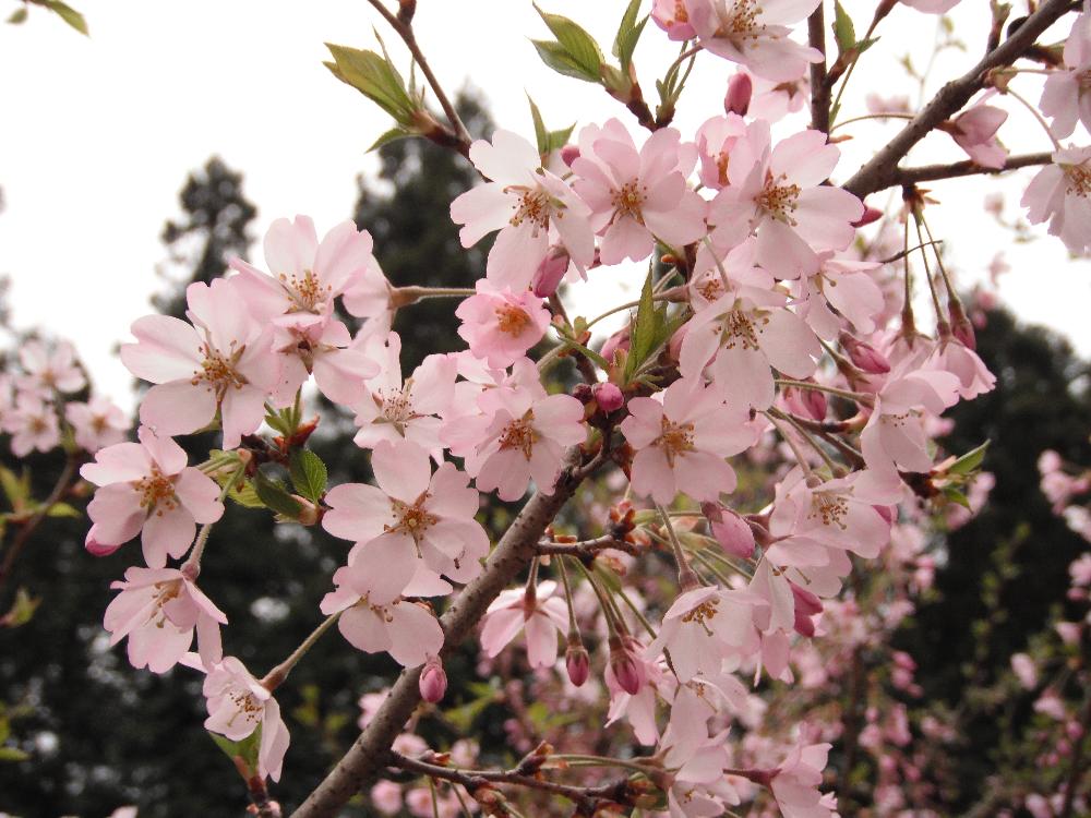 awanosakura11.jpg