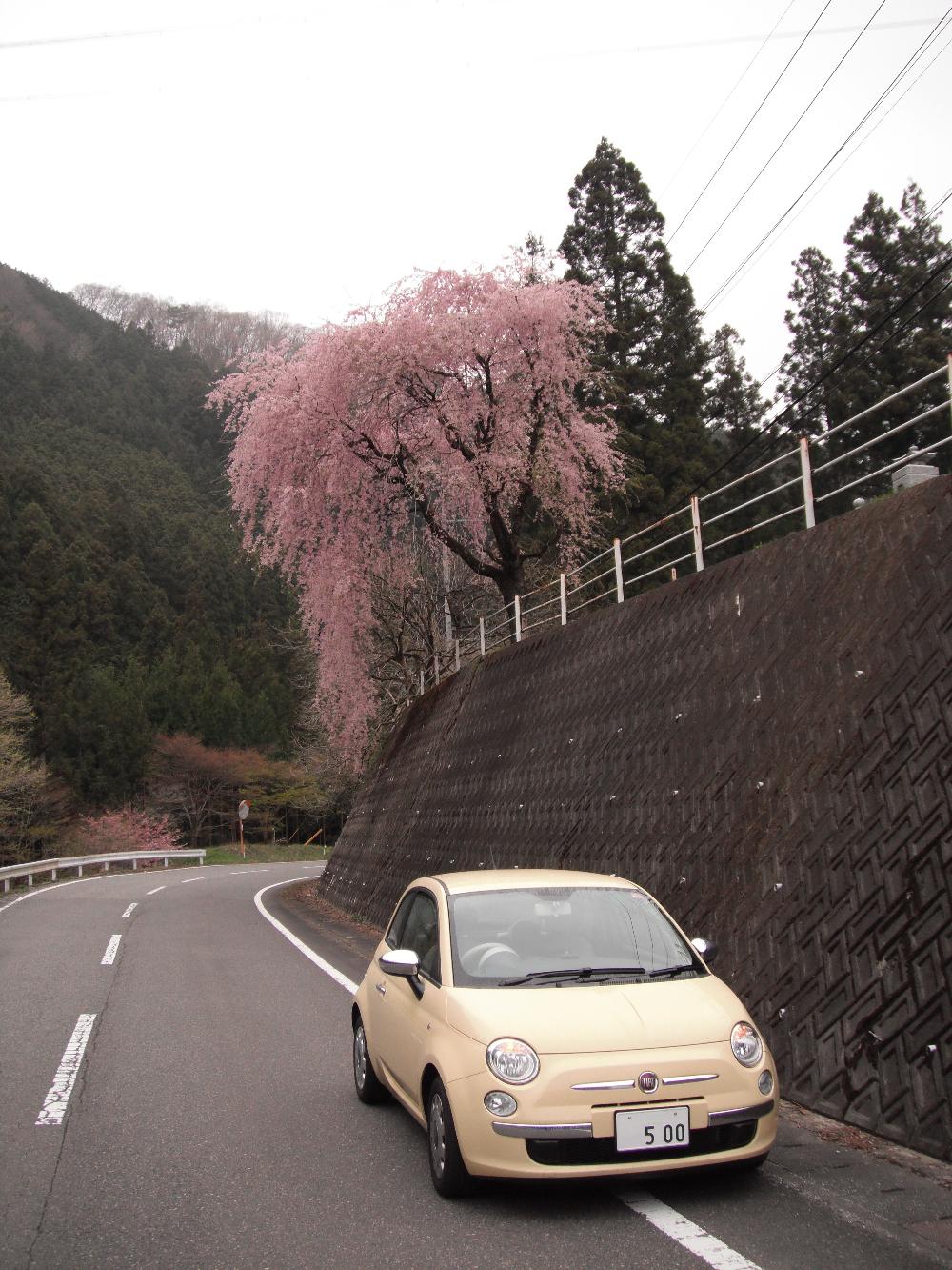 awanosakura12.jpg