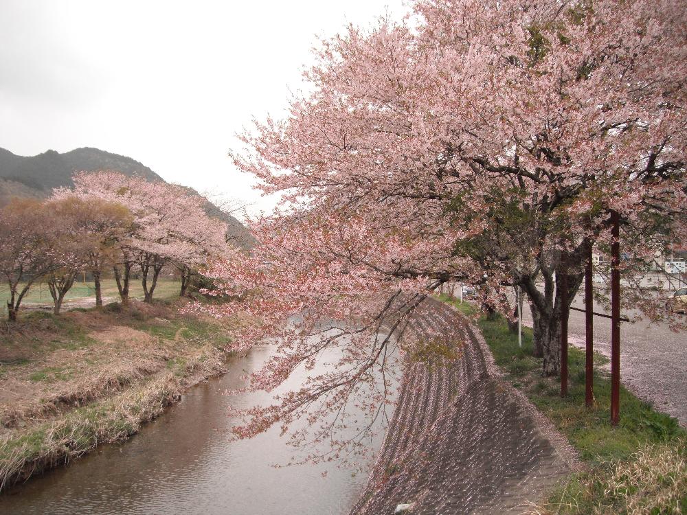 awanosakura5.jpg