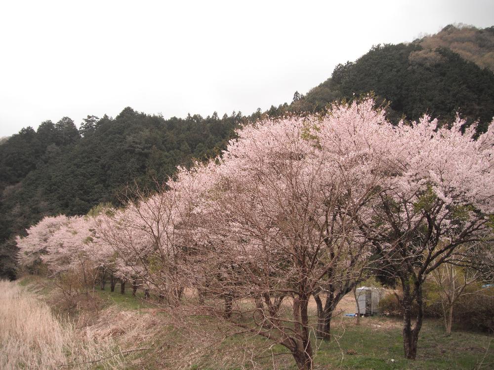 awanosakura6.jpg