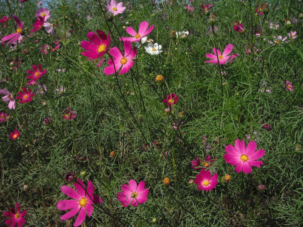 cosmos10.jpg
