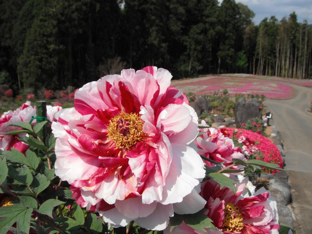 fujibotanen2.jpg