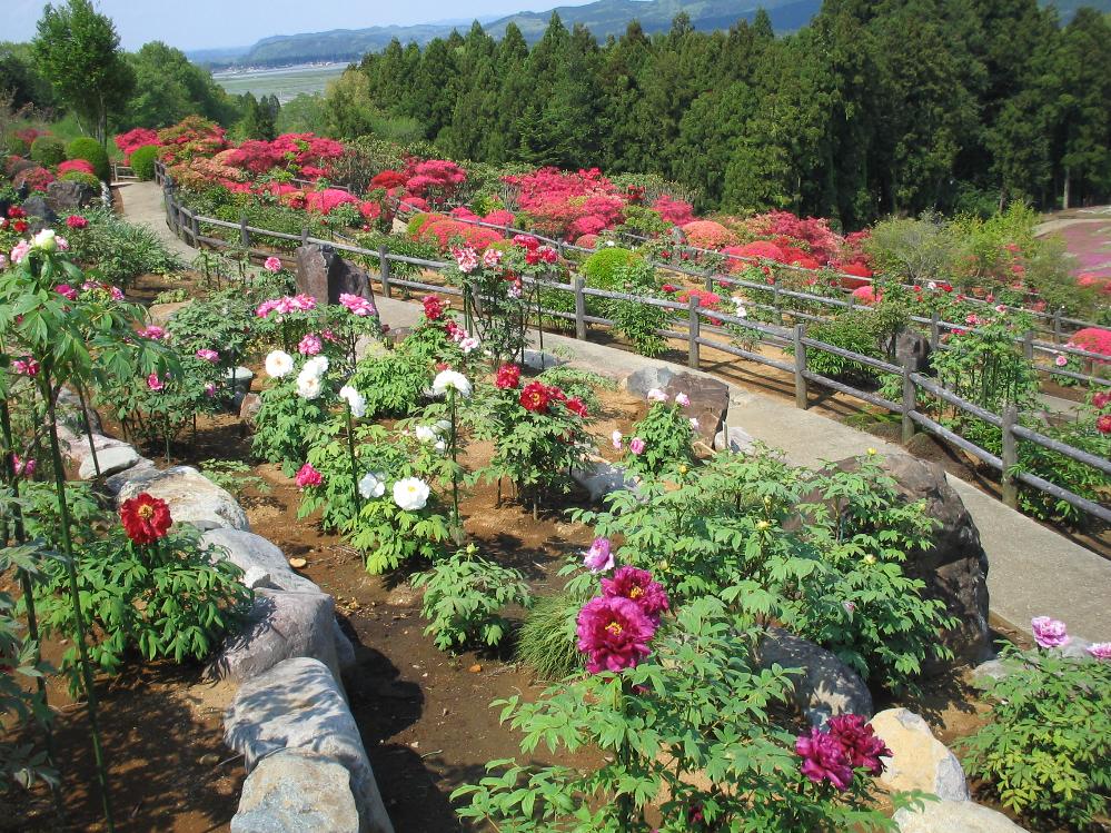 fujibotanen3.jpg
