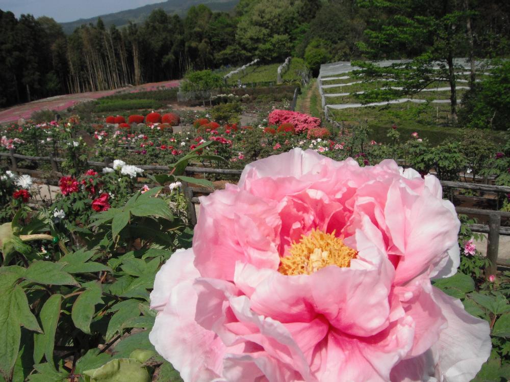 fujibotanen4.jpg