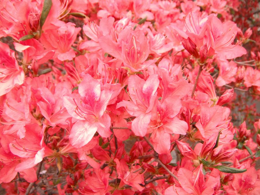 higashigunma5.jpg