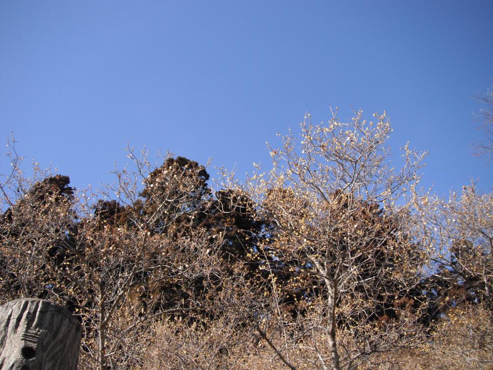 hsroubai1.jpg