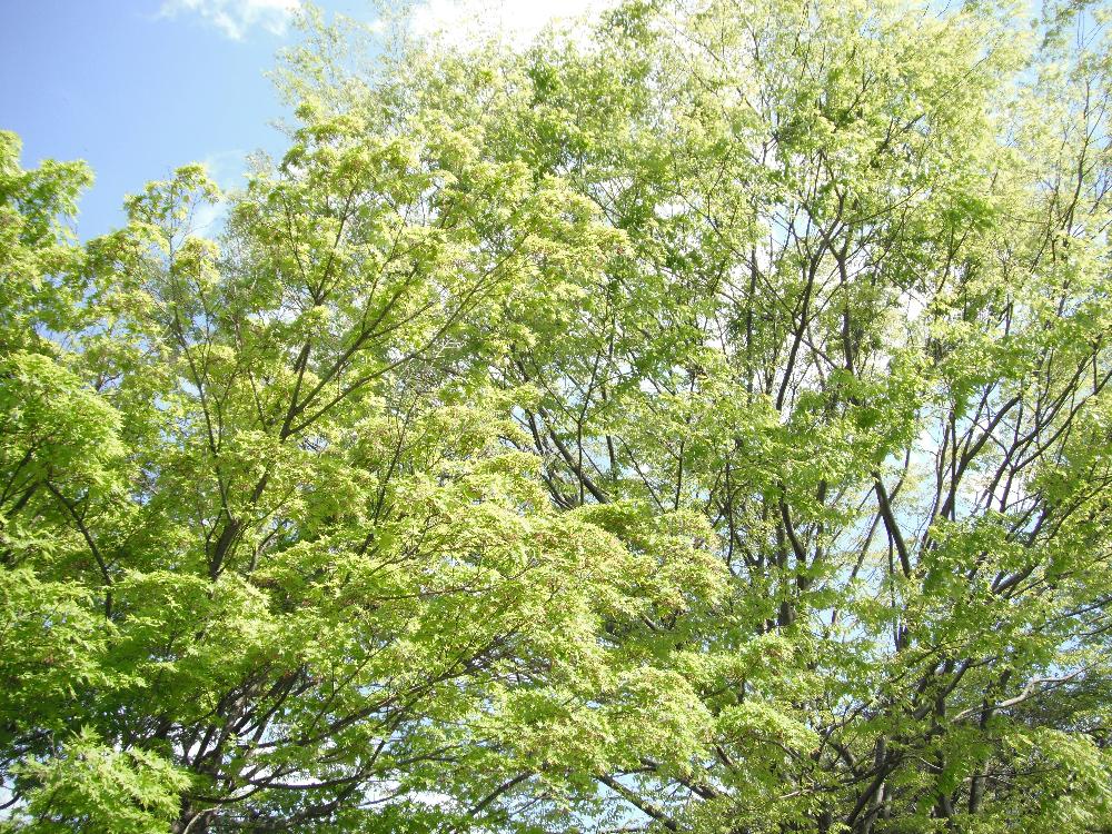 imaichi15.jpg