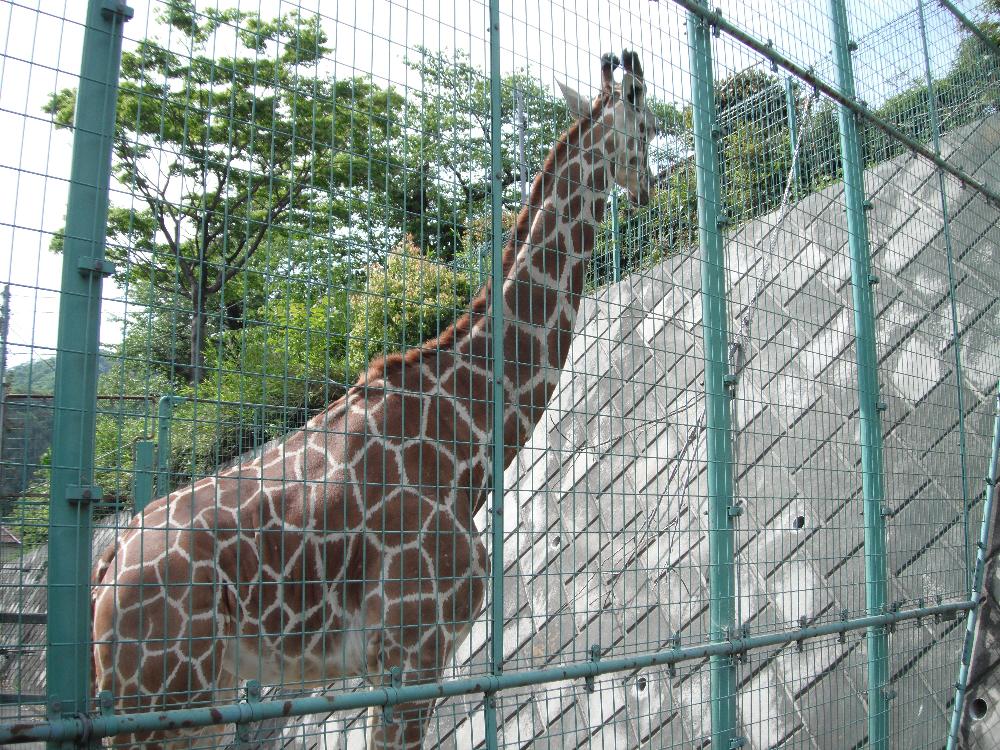kiryugaokazoo11.jpg