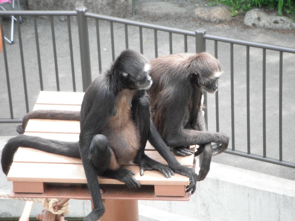 kiryugaokazoo7.jpg