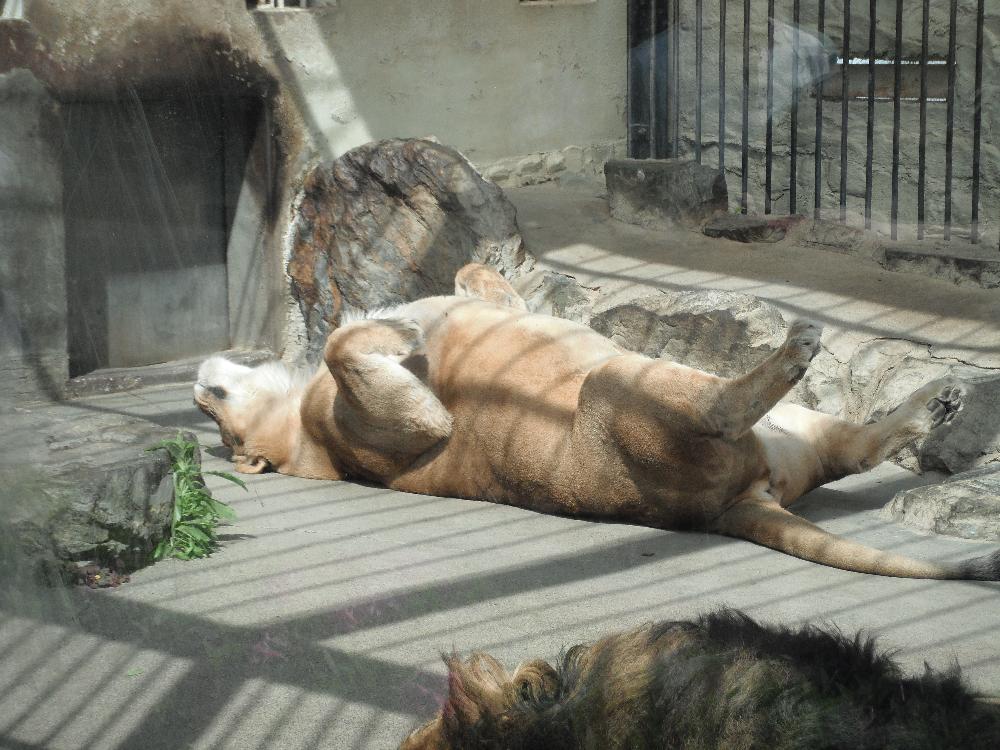 kiryugaokazoo8.jpg