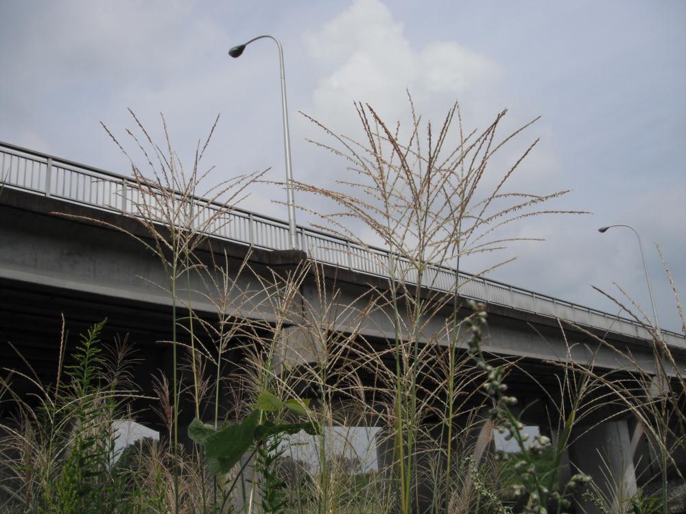 ogurabashi7.jpg