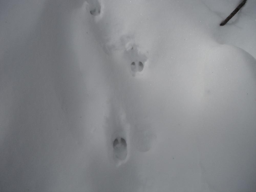 snowtrail2.jpg