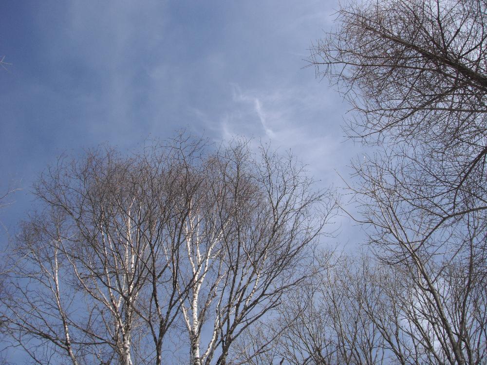 snowtrail5.jpg