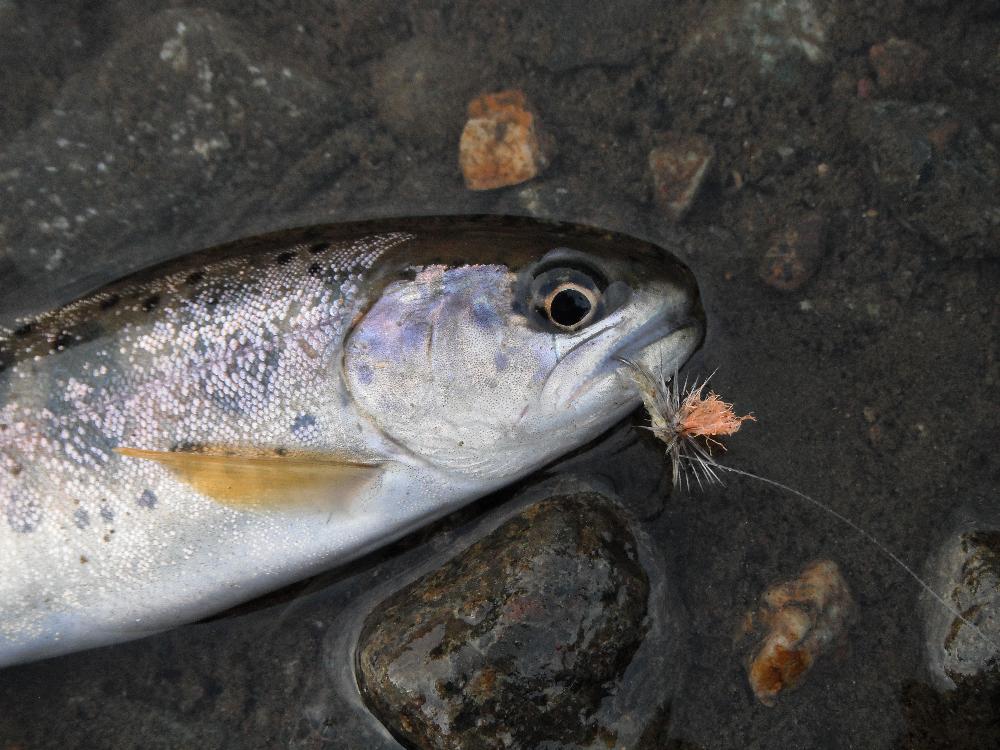 yamameflyfishing5.jpg