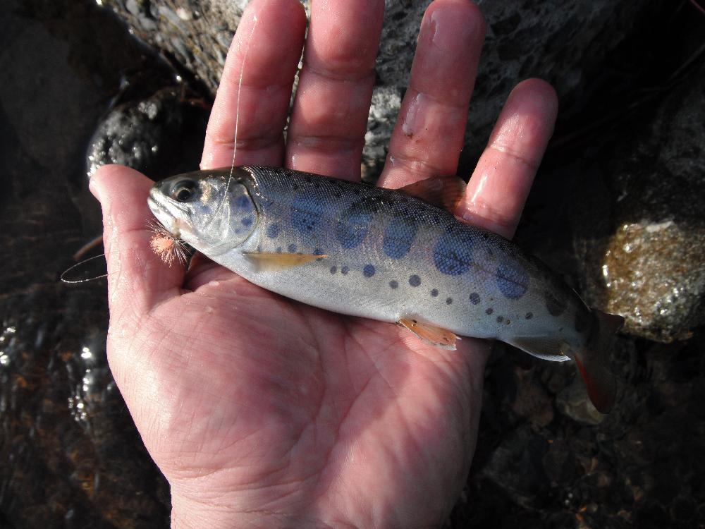 yamameflyfishing7.jpg