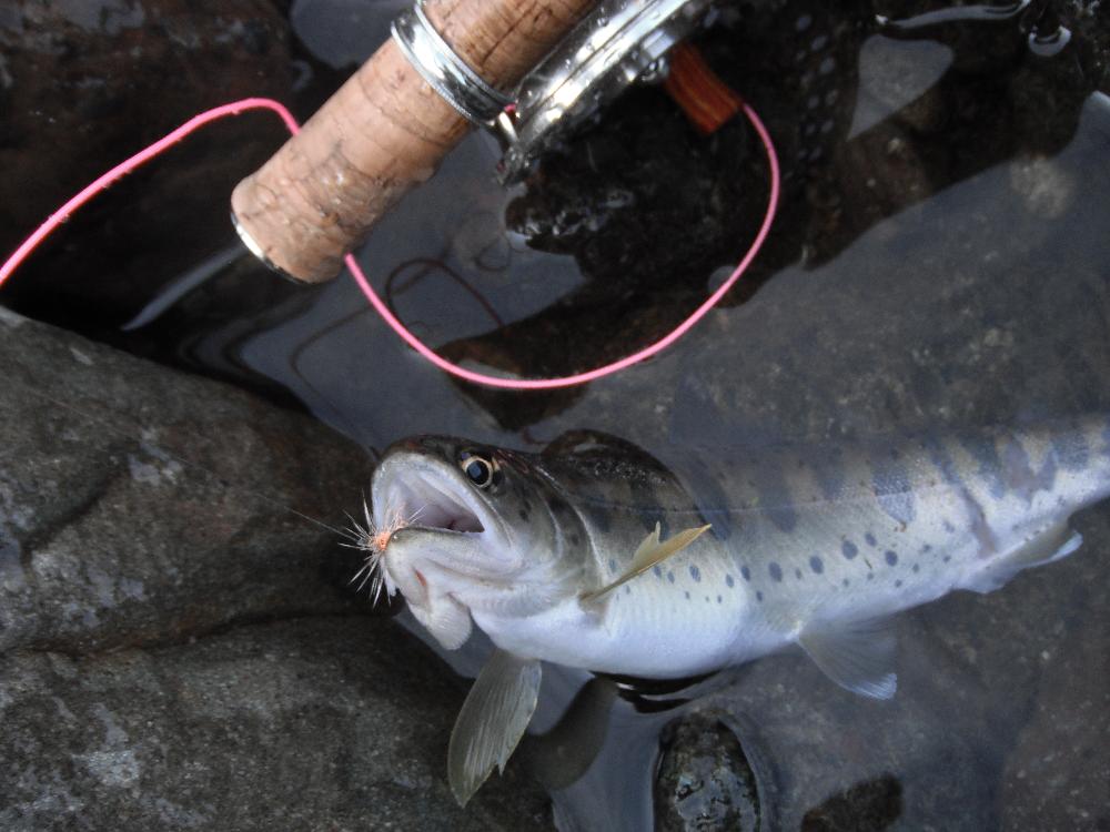 yamameflyfishing8.jpg