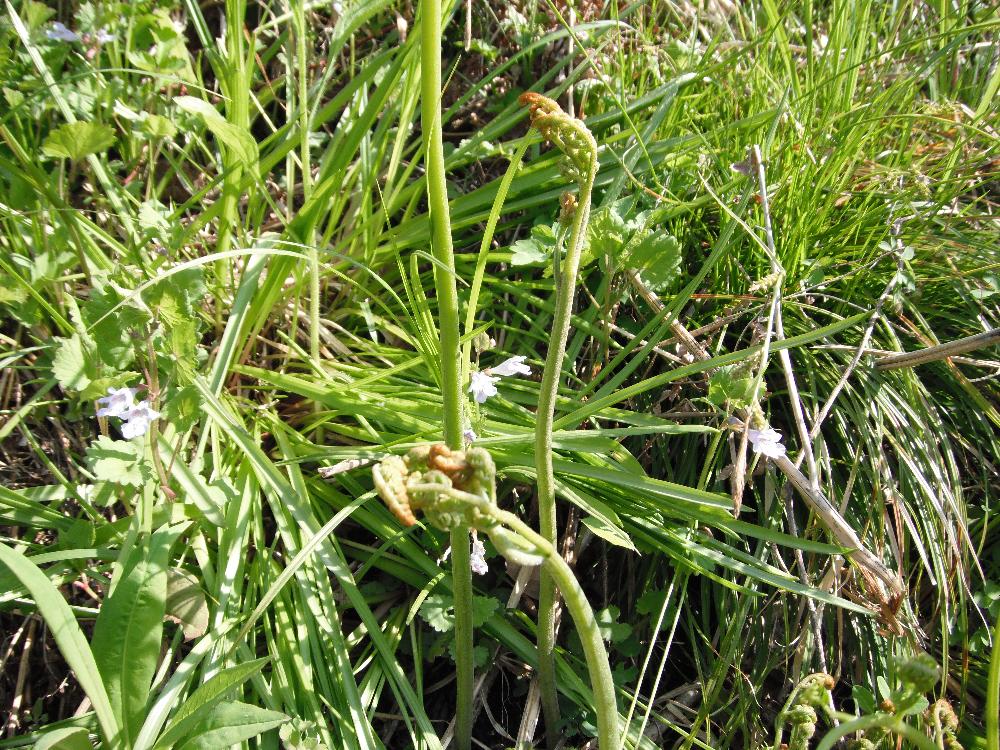 yamanomegumi2.jpg