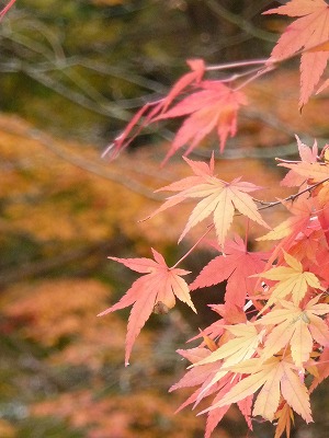 s-P1010246.jpg