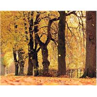 trees-1789078_960_720.jpg