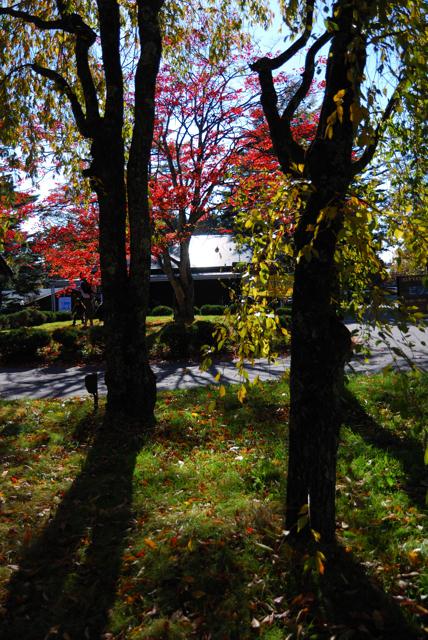 DSC_0018.jpg