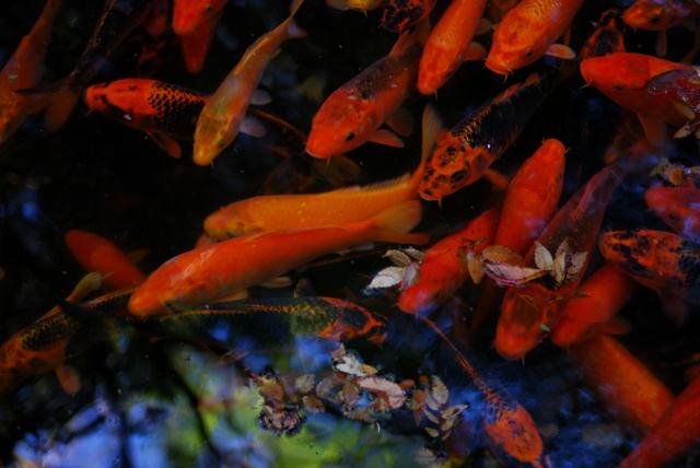 DSC_0063.jpg