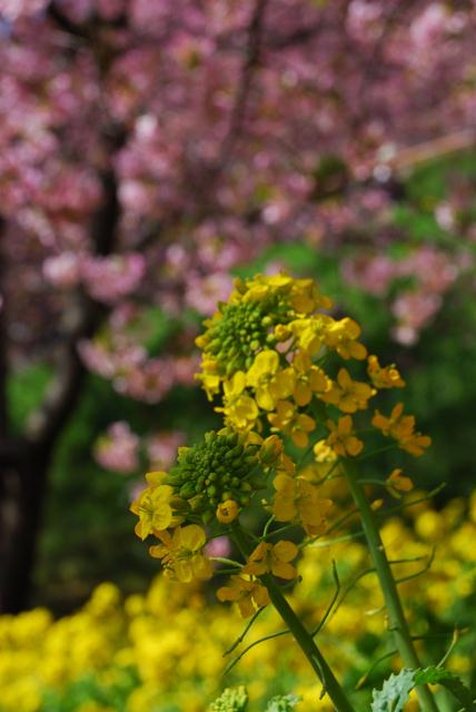 DSC_0043.jpg