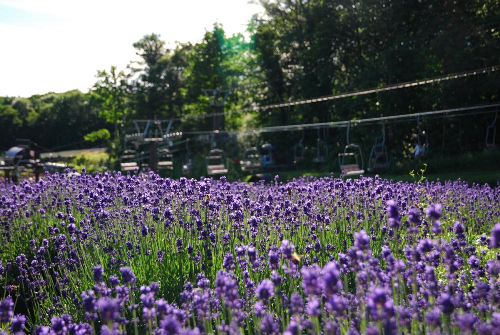 DSC_1043.jpg