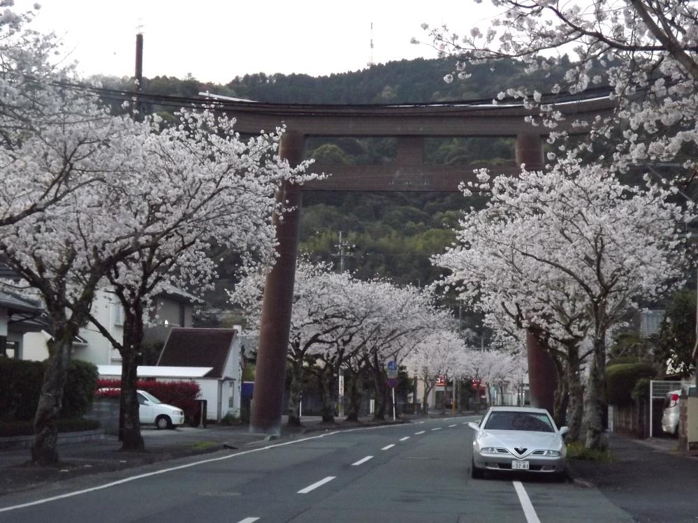 桜並木通り